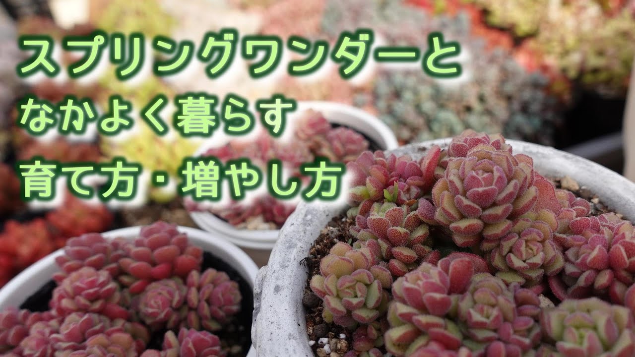 ＃6【なんでモケモケしてるの？】スプリングワンダーの育て方・増やし方　かわいいモケモケつぶつぶを楽しんでみませんか？