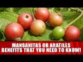 Mansanitas or aratiles benefits that you need to know