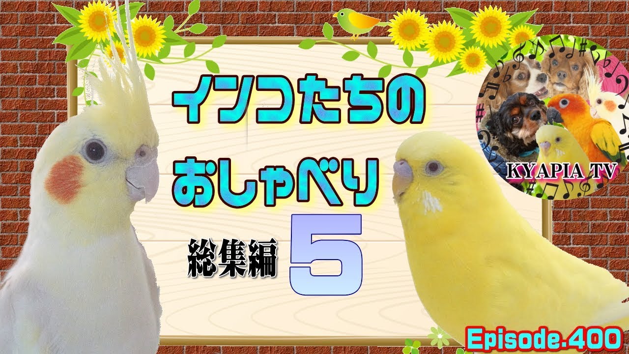 コガネメキシコインコの性格と特徴414 Sun Conure Youtube