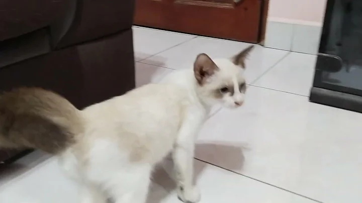 Video 9964491: tonkinese, kucing
