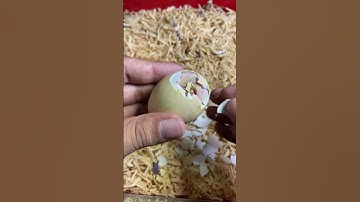 Helping to hatch Helpless baby chicken