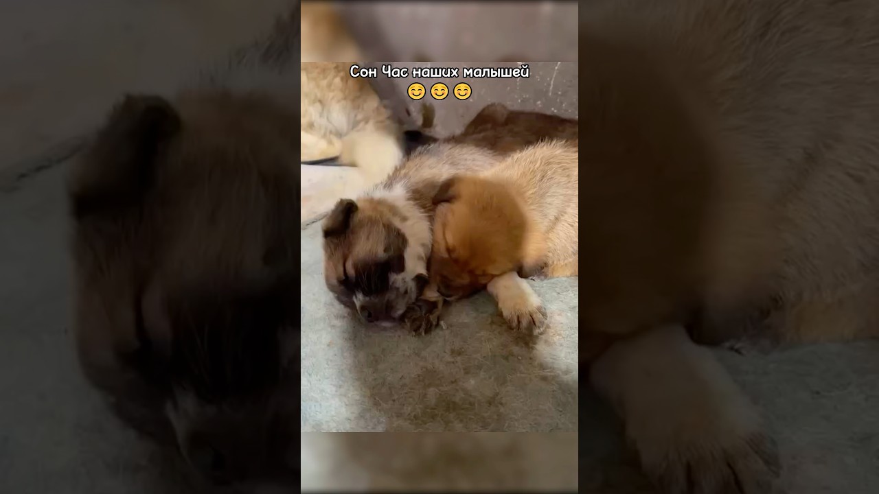 Сон час милых щенят🙏🥹 