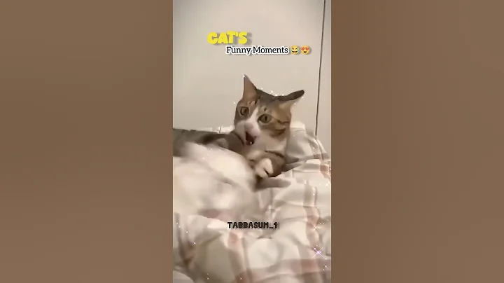 Watch the video about Cat's funny Moments And Reaction 😂😍 || #cat #catshort #funny #reaction #explore #subscribe #ai