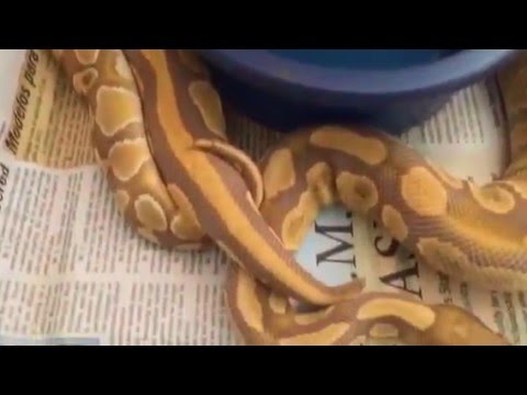 Ball Python Lock Up!