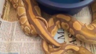 Famous Ball Python Lock Up! Wealth