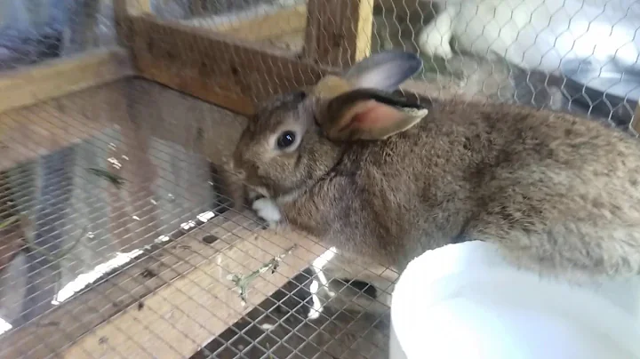 Rabbit (Reginald Animal)