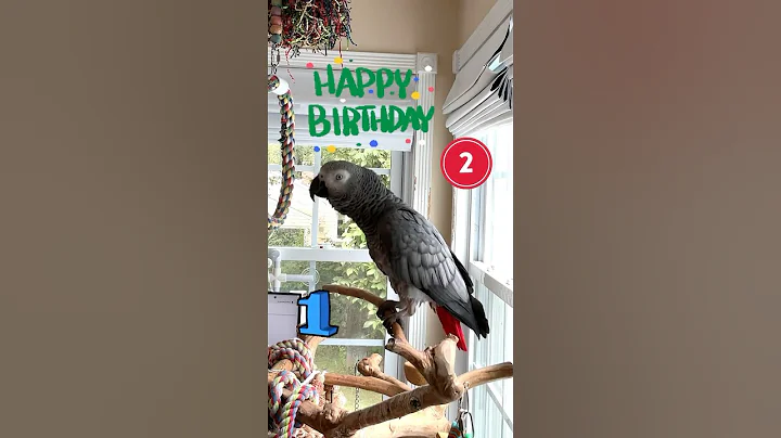 Two minutes with Symon this afternoon, she sure is happy today💕🦜💕#talkingparrot #funnyparrot #pet