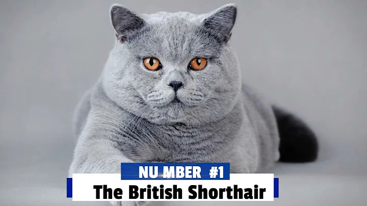 Top 10 Cutest Cat Breeds in the World (You Won’t Believe #1!) #trending #love #cute #viralvideo