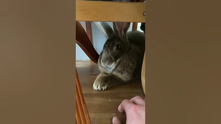 Flemish Giant Rabbit SUPER FAST CLAWS