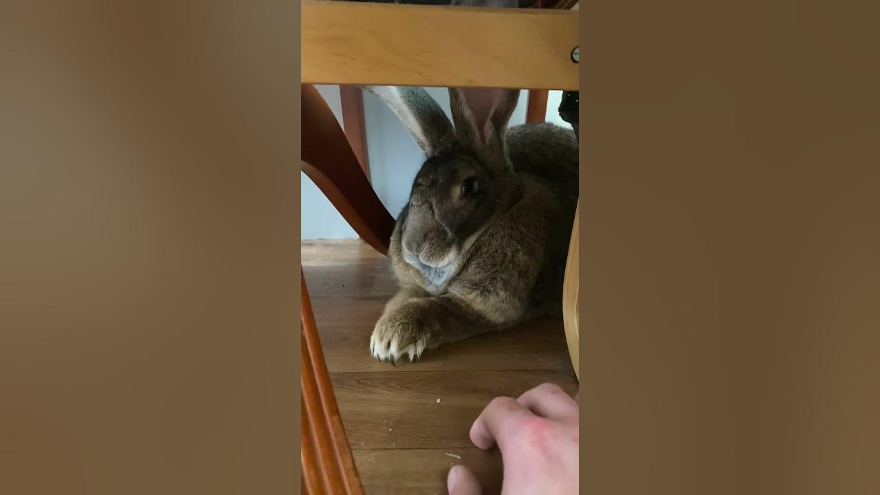 Flemish Giant Rabbits SUPER FAST Claw! YouTube
