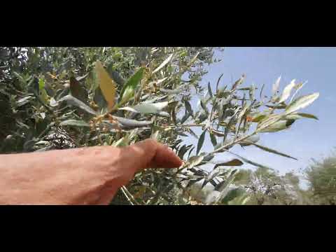 كسر القواعد في الزيتون لا معاومة أو تبادل حمل قص أعشاب وتركها تغطي سطح التربة تقليم وأسمدة طبيعية