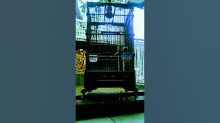 𝐁𝐮𝐫𝐮𝐧𝐠 | 𝐊𝐄𝐍𝐀𝐑𝐈 𝐀𝐅 | 𝐆𝐚𝐜𝐨𝐫 | @henrichrahm41 #kenari #kenarigacor #satwa