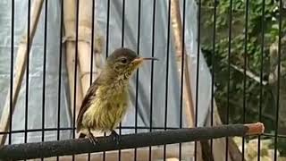 DownloadPancingan Crecetan Kolibri Muda konin MP3 MP4 Pancingan Crecetan Kolibri Muda konin