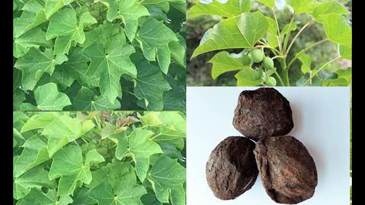 the-spiritual-physical-use-of-white-jatropha-odiaba-wow-dr