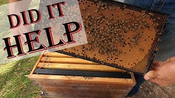 Adding Capped Brood to a Colony, Boosting Honey Bee Population, | Kodiak Farm Bees