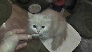 Уроки кошки-мамы-Пали для своего младенца-котика. 11. 11. 2018 Уроки кошки-мамы-Пали для своего младенца-котика. 11. 11. 2018