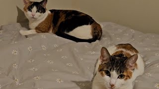 Base on true story ! Calico cats in danger! #comedy #humor #funnyvideo #story #kidsvideo #cat #cute