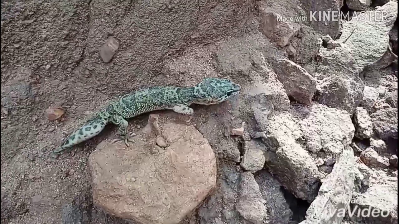 Leopard Gecko Eublepharis Macularius Youtube