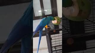 Macaw Suprised By Cocnut