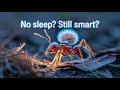 Why Ants Never Sleep and Always Work Together