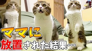 構って欲しい猫を放置した結果www【スコティッシュフォールド】