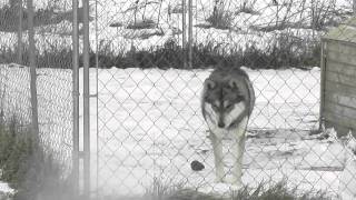 Howling Good Time 004