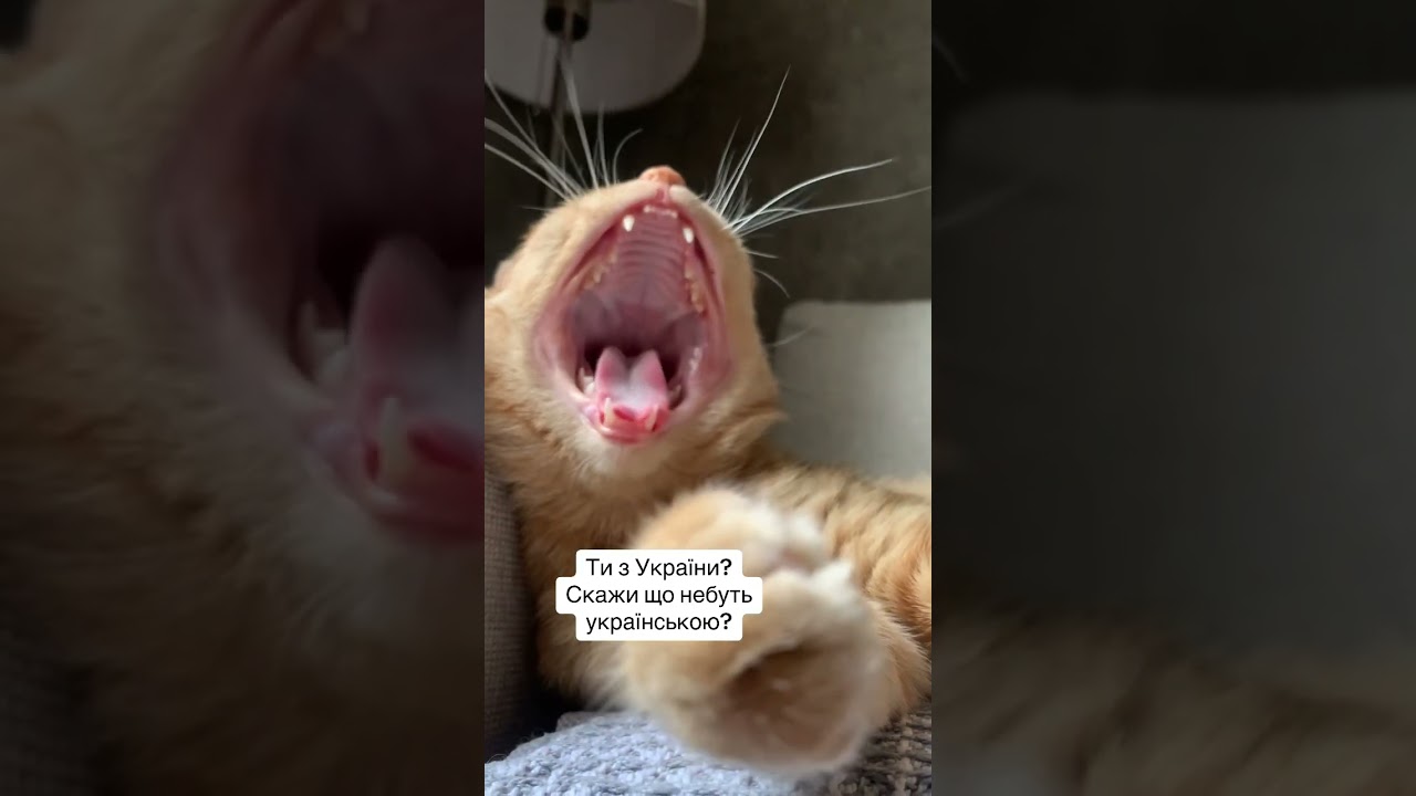 #домашнітварини