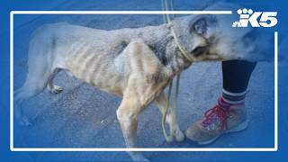 No arrest yet in Whatcom County animal abuse case
