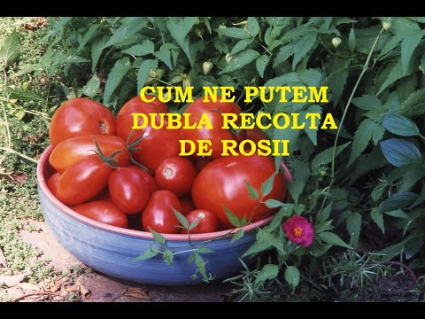 Video: Recoltarea nucilor negre - Cum recoltați nucilor negre