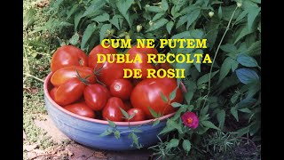 Cum ne putem dubla recolta de ro?ii.  Cteva sfaturi utile