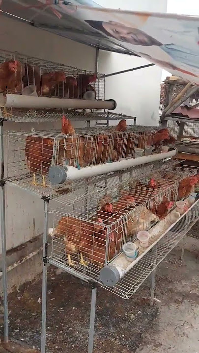 Ayam Petelur Rumahan