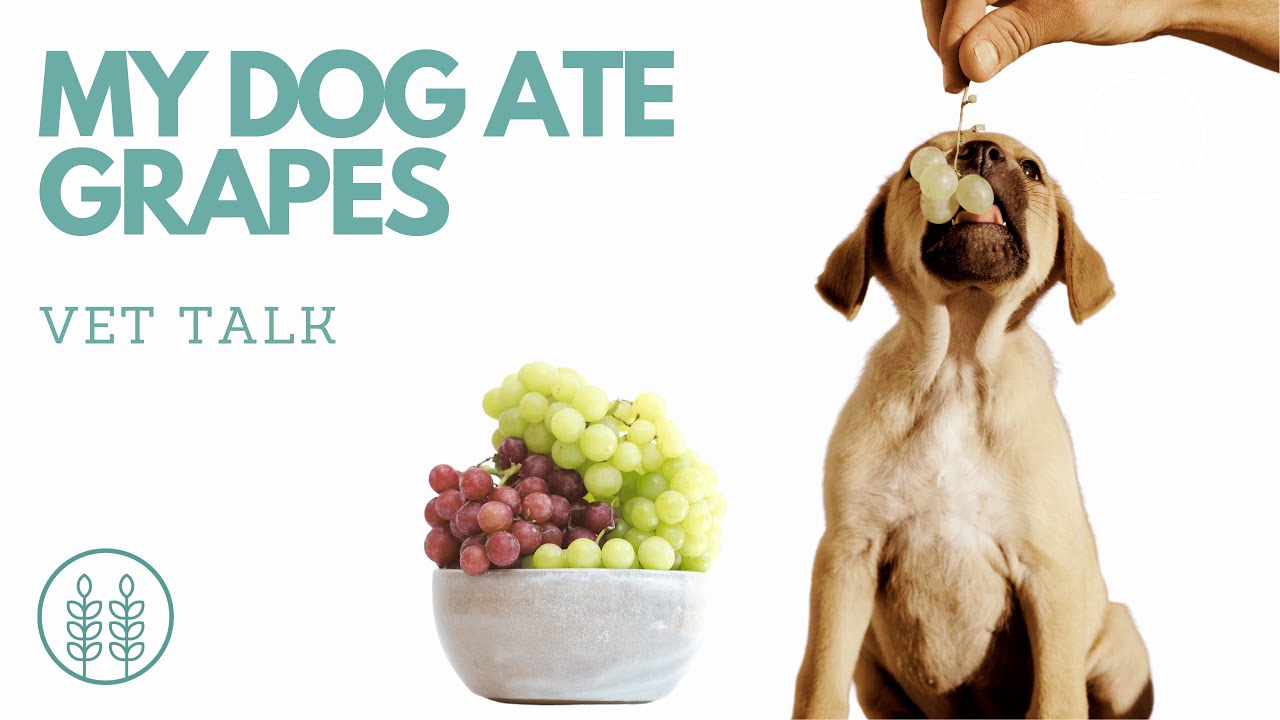 what happens if my dog ate a grape