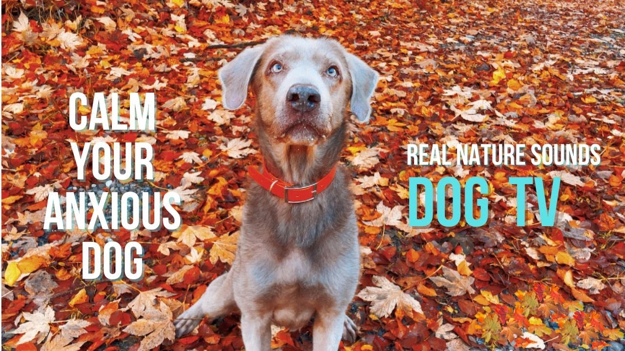 Dog Daycare TV | Autumn Walk in the Woods | Real Nature Sounds | Jurassic Bark Pack #1