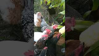 Chickens Like Corn