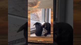 Dibilangin Diluar Masih Hujan Ngeyel funny cat kucinglucu kucing kucingoren feedshorts