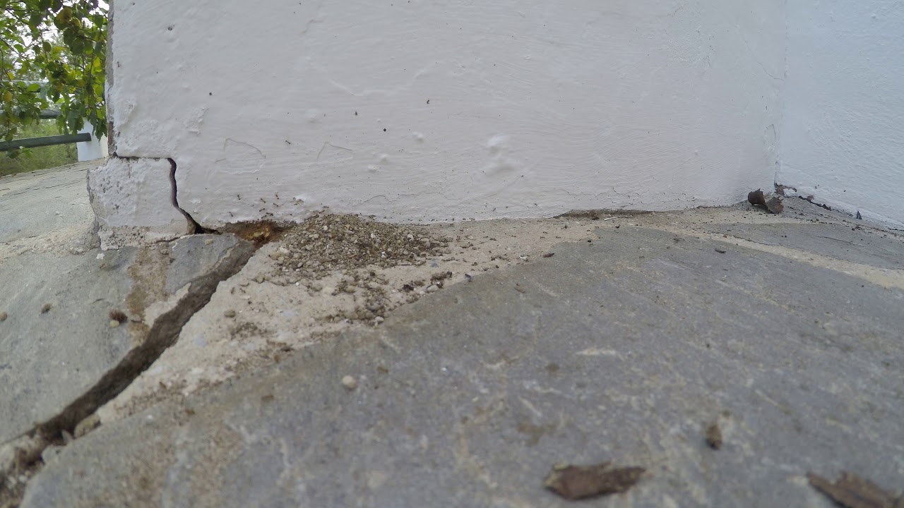 Ants building new nest YouTube