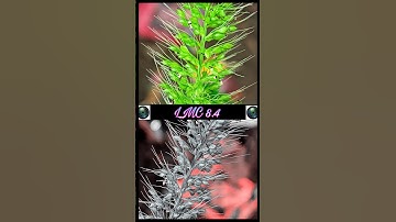 Lmc 8.4 New Config | Gcam Lmc 8.4 R17 | Lmc 8.4 R15 Config File Download #lmc8