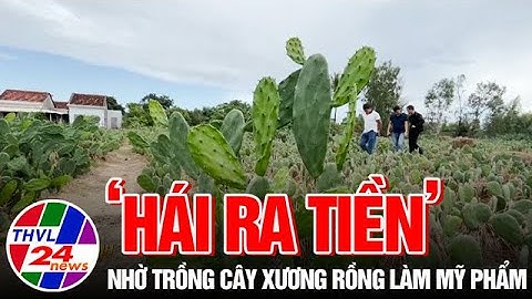 “Hái ra tiền” nhờ trồng cây xương rồng làm mỹ phẩm