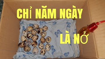 Hướng dẫn ấp trứng chim cút năm ngày là nở (KHÔNG CẦN ĐẾN MÁY ẤP TRỨNG)