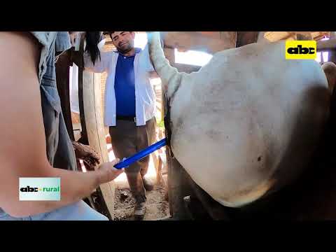 ABC RURAL: Inseminación