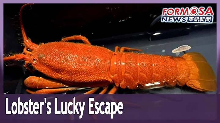 Rare lobster escapes dinner table, rehomed at Pingtung aquarium｜Taiwan News - DayDayNews