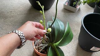 My ORCHID SPIKE BROKE OFF #shorts