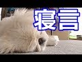 ペキニーズ犬の生イビキ。Pekingese dog snooze snore の動画、YouTube動画。