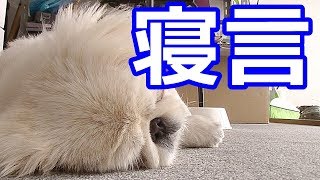 ペキニーズ犬の生イビキ。Pekingese dog snooze snore