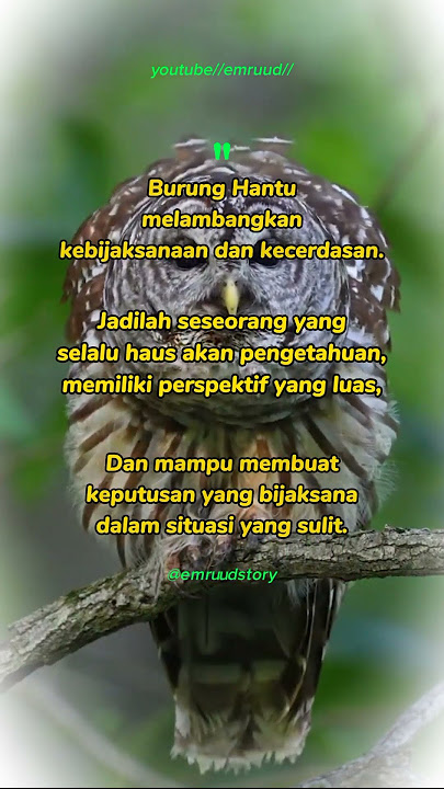 'ambil pelajaran dari burung hantu🦉@emruudstory# #storywa #motivation #quotes #shorts #animals