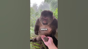 Is This Monkey Secretly HUMAN? (@aroundthemonkey)