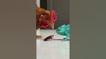 Chameleon