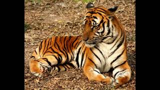 China Tiger Sound Effects