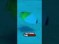 COLLECTING ALL THE FISH IN THE WORLD | FISHDEX EP3 #fishdex #everysinglefish #butterflyfish