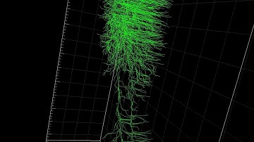 Astrocyte modeling